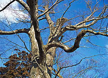 《漫威复仇者联盟》下一个可玩英雄揭晓：女雷神