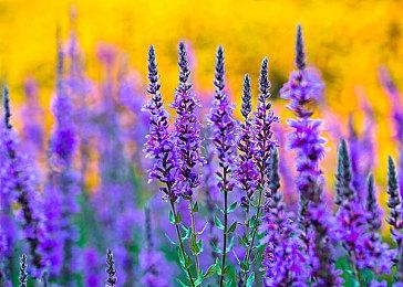 恐怖新作《The Kindeman Remedy》公布 疯狂医生恐怖实验